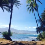 beach palms oahu hawaii haleiwa