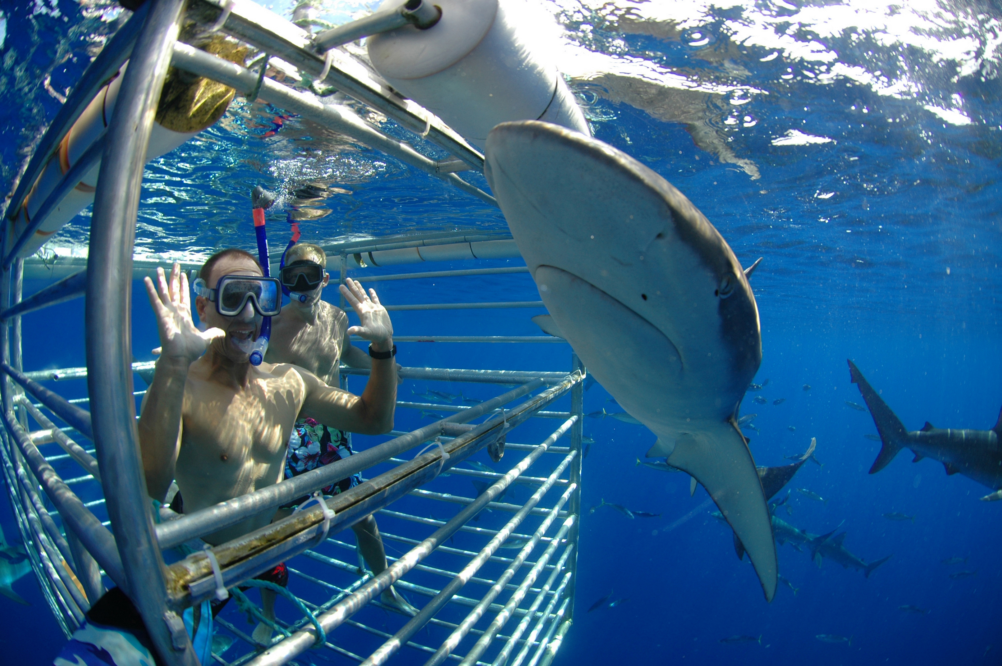 hawaii shark encounters oahu shark diving