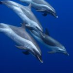 dolphin excursions underwater oahu hawaii
