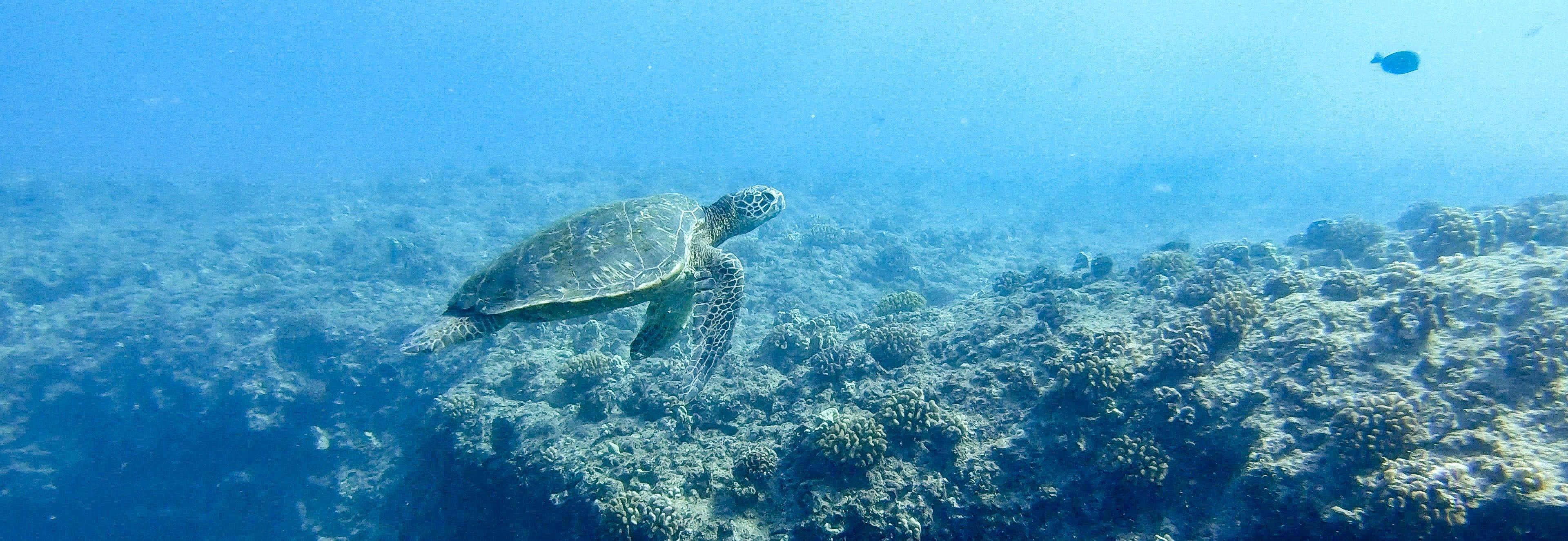 Free Diving with Sea Turtles