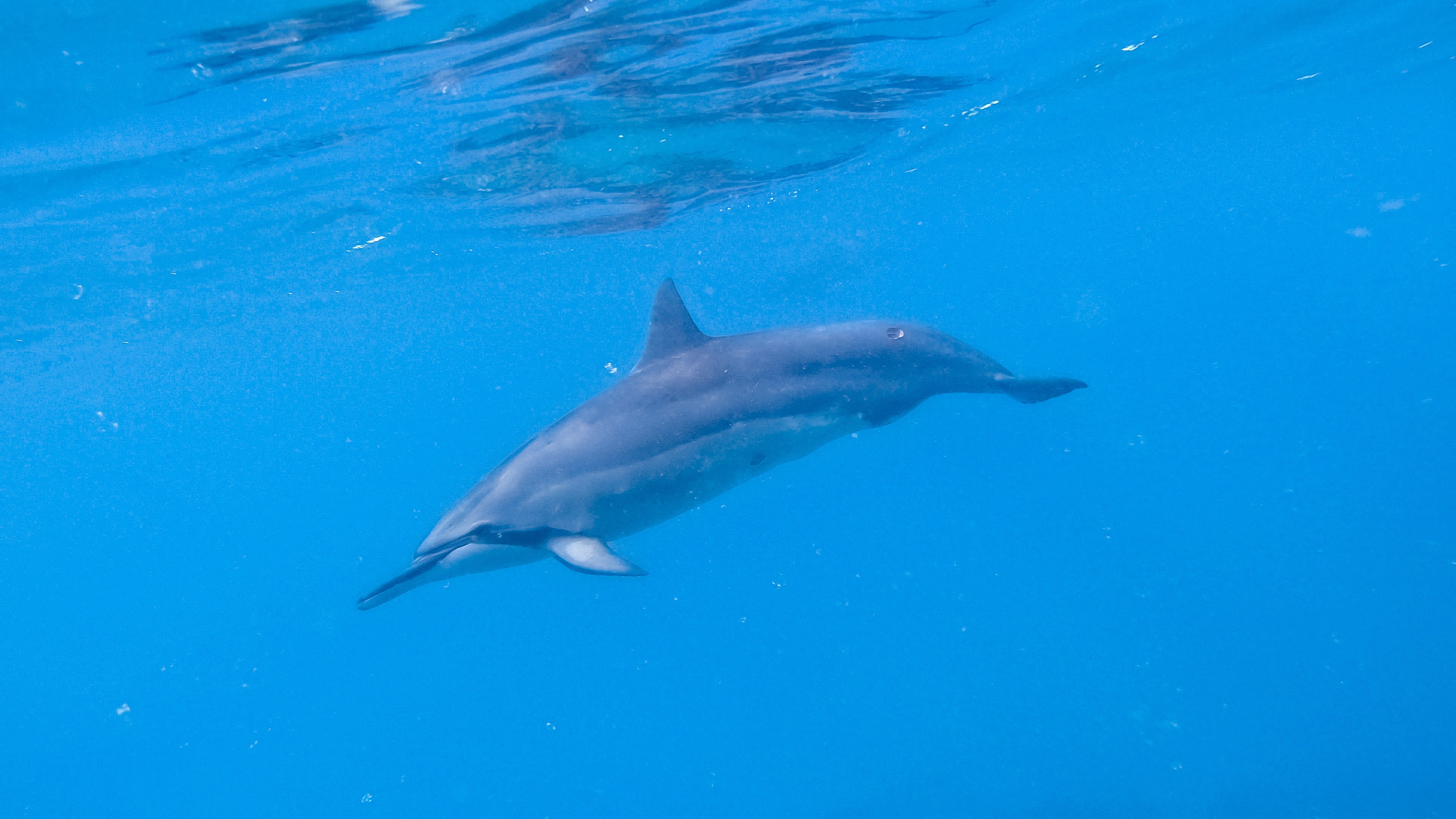 And here is that dolphin again! This same dolphin kept coming back.