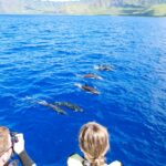 watch dolphins boat ride oahu hawaii