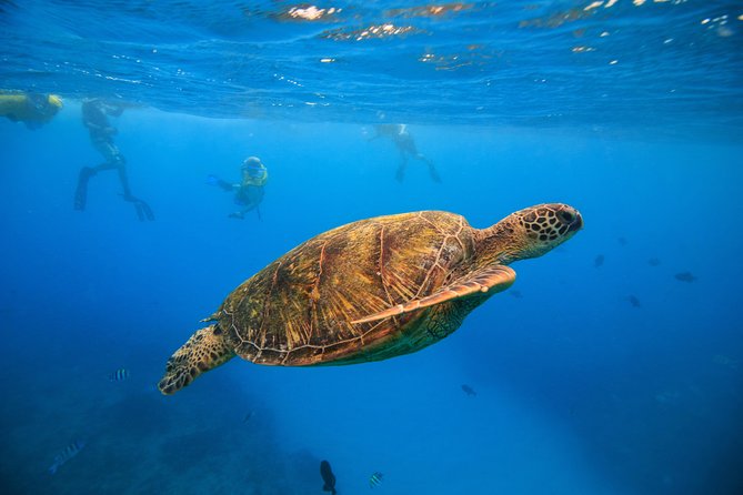 hawaii turtle tours oahu snorkling