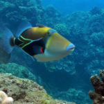 humuhumu fish ocean underwater reef hawaii oahu