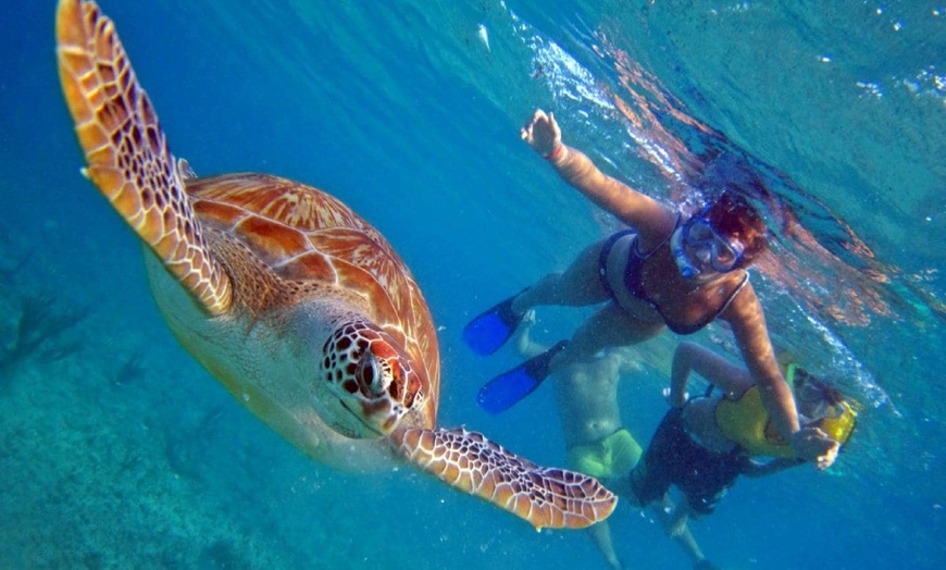 north shore hawaii turtle tours review