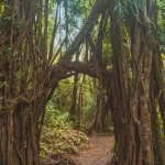 oahu hawaii banyan trees trail
