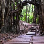 oahu hawaii boardwalk banyan tree