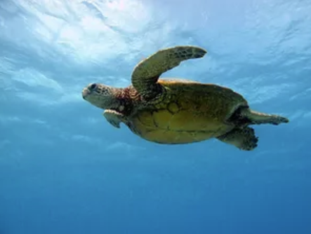 living ocean tours turtle