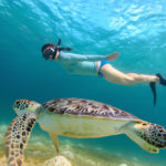 sea turtle snorkling underwater oahu hawaii