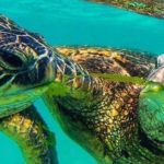 sea turtles oahu hawaii