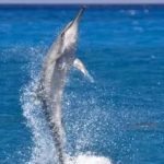 jumping dolphin oahu hawaii
