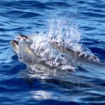 spouting dolphins oahu hawaii ocean