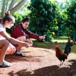 rooster oahu hawaii