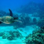 ocean sea turtle oahu hawaii