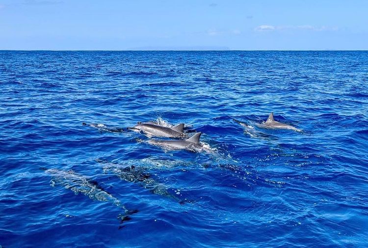 moana sailing company dolphins swimming oahu hawaii ocean