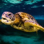 sea turtle oahu hawaii
