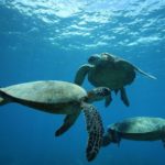 sea turtles oahu hawaii
