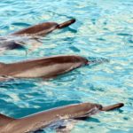 dolphins oahu hawaii