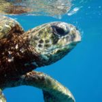 sea turtle honu oahu hawaii