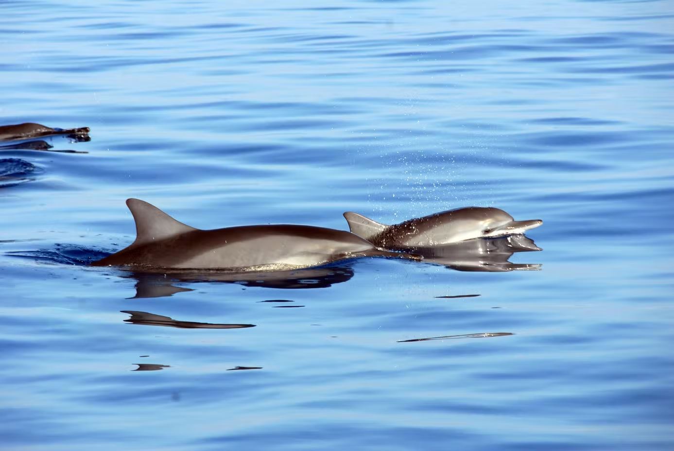 oahu hawaii dolphins