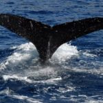 whale tail ocean oahu hawaii