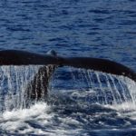 whale tail oahu hawaii ocean