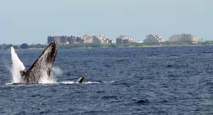 breaching whale oahu hawaii ocean