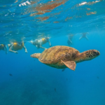 ocean hawaii oahu turtle