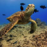 turtle living ocean tours honolulu hawaii
