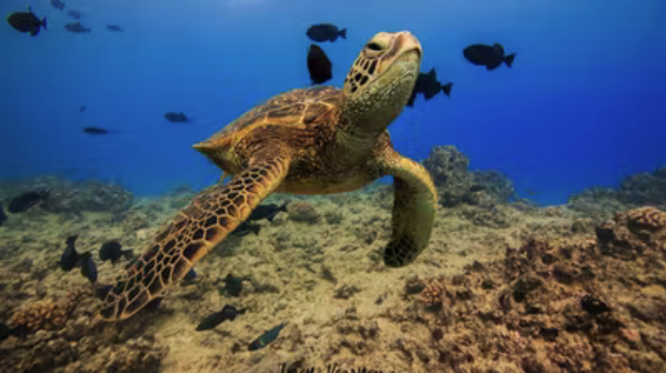 turtle living ocean tours honolulu hawaii